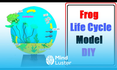 frog life cycle model making for science project diy craftpiller still model