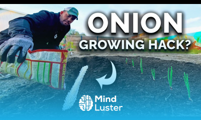 My New Favorite Way To Grow BIG Onions 