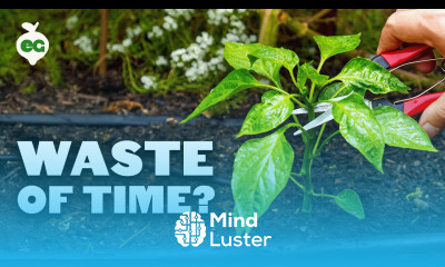 We Tested Pruning Peppers To See If It Doubled Our Harvests