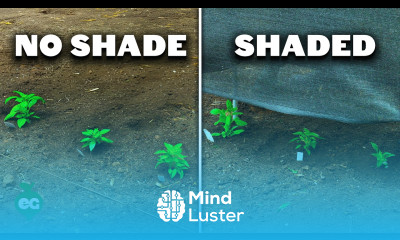 Shade Cloth vs No Cloth Which Harvest Was Better