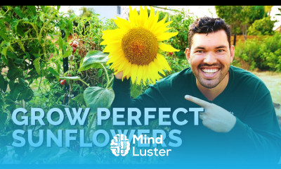 How to Grow Sunflowers Successfully At Home 