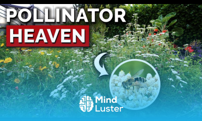 This Plant Does Everything And Grows Itself Yarrow Grow Guide