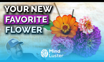 Zinnias The Perfect Flower to Grow in Your Garden