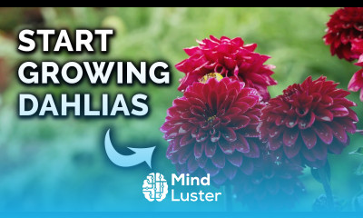 How to Plant Dahlia Tubers From Start to Finish