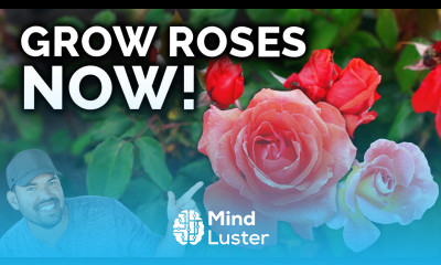 Growing Roses A Complete Beginner s Guide