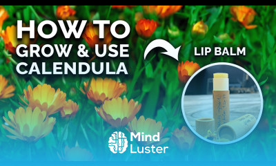 Calendula The Flower You re Not Growing But Should Be