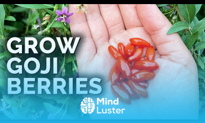 Grow Super Nutritious Goji Berries At Home