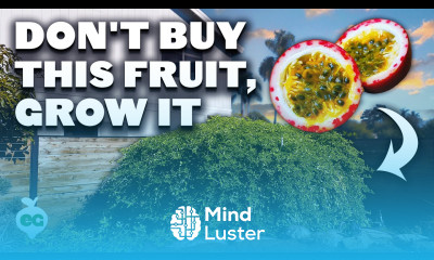 Passion Fruit The Expensive Fruit That s EASY To Grow