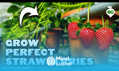 The Secret to Huge Strawberry Harvests in Containers 