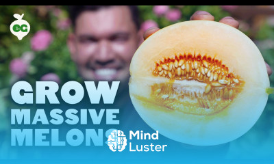 Here s How I Finally Got Melons Right