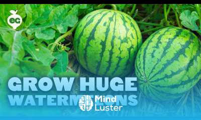 How to Grow Perfect Watermelons