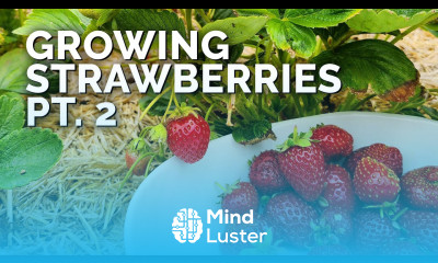 Growing Strawberries Part 2 Pruning Pests and Harvesting