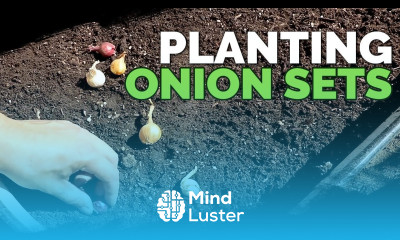 Planting Onion Sets What to Watch Out For