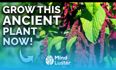 Amaranth The Prehistoric Crop You Can Still Grow 