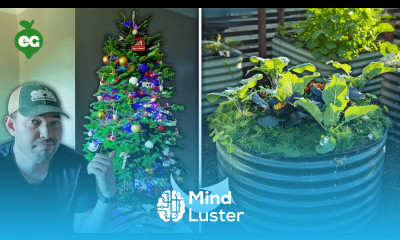 How Smart Gardeners Use Their Old Christmas Trees