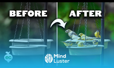 Easy Ways to Attract Birds to Your Garden