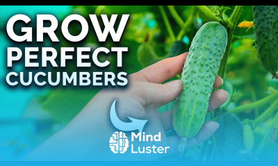How To Grow Cucumbers From Seed To Harvest 