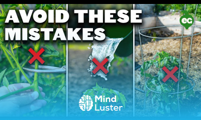 5 Tomato Grow Mistakes To Avoid