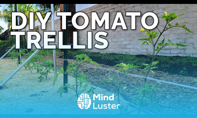 3 DIY Tomato Trellis Ideas Perfect for ANY Budget 