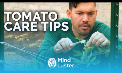 Tomato Care How to Prune Water Support and Fertilize for JUICY Tomatoes 