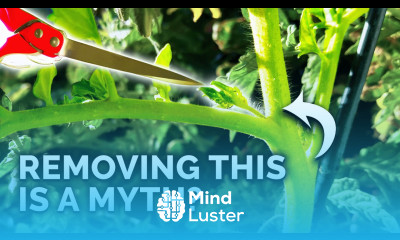 9 Tomato Growing Myths to Avoid