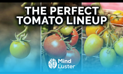 The Only 10 Tomatoes I m Planting This Year