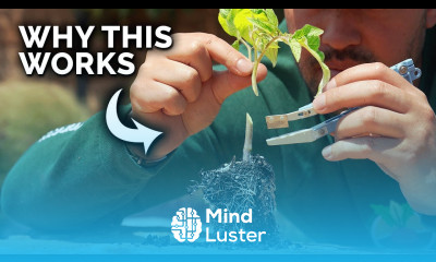 A Tomato Growing Trick That Seems Insane But Works Like a Charm