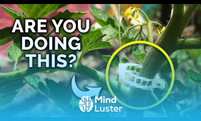 The Easiest Tomato Trellis Method EVER