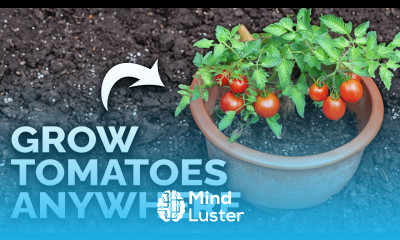 Grow Amazing Tomatoes In Containers  COMPLETE GUIDE