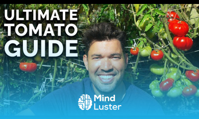 EVERYTHING I Wish I Knew When I Started Growing Tomatoes 