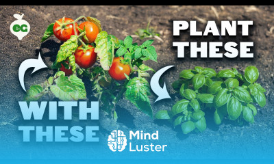 Plant These 20 Crops With Your Tomatoes And Watch Them Explode