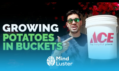 How to Grow Potatoes in Buckets Planting Techniques