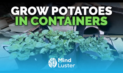 How to Grow Potatoes in Containers Hilling Up Process Explained