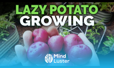 Growing Potatoes By IGNORING Them EPIC HARVEST