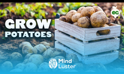 How to Grow EASY Potatoes From Seed to Harvest 