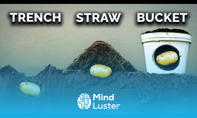 We Grew Potatoes 7 Different Ways Here s What Happened 