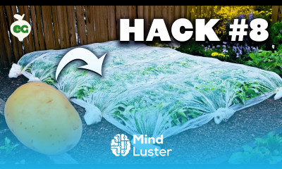 8 Potato Growing Hacks That Actually Work 