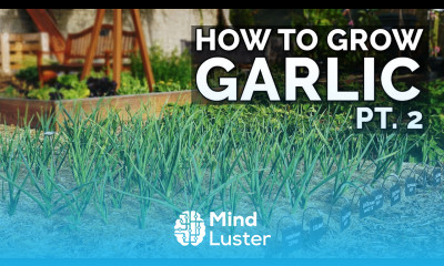 How to Grow Garlic Part 2 Water Fertilizing Pests Diseases