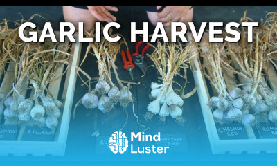 How to Grow Garlic Garlic Scapes Harvesting Curing Part 3