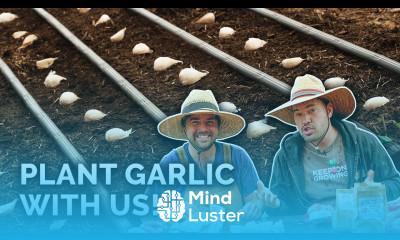 Plant Garlic With Us A Perfect Fall Crop