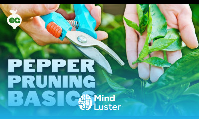 Pruning Pepper Plants 101 Is It Even Necessary