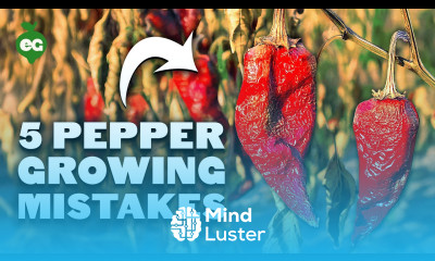 5 Pepper Growing Mistakes to Avoid