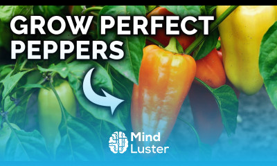 My Pepper Growing Secrets For Huge Harvests