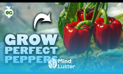 Watch This Before Growing Peppers 