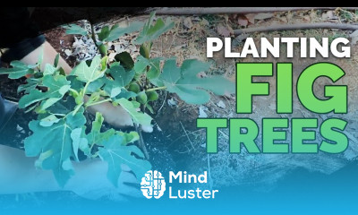 Planting a Fig Tree 101