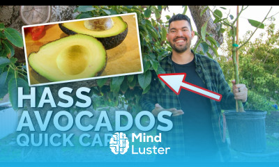 How to Grow Hass Avocados Quick Care Guide