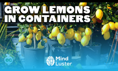 How to Grow Meyer Lemons in Containers Pt 1