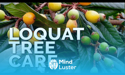 How to Grow Loquat Trees and Get a TON of Fruit