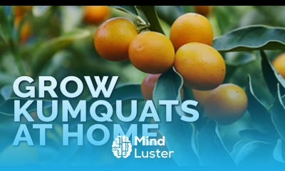 How to Grow Kumquat Trees in Containers Pt 1