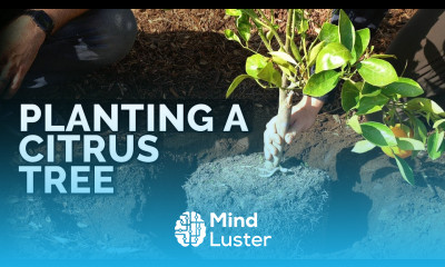 How to Plant Citrus Trees From Start to Finish COMPLETE GUIDE 